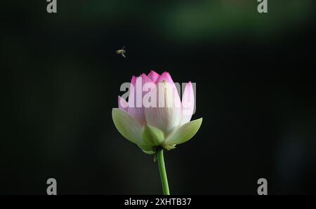 Royal Botanic Gardens of Victoria a Melbourne, Australia. Un bellissimo fiore di loto rosa, bianco e giallo nei giardini. Foto Stock