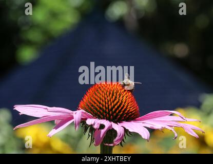 Fiordaliso viola e ape nei Royal Botanic Gardens di Melbourne, Australia. Foto Stock