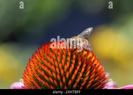 Fiordaliso viola e ape nei Royal Botanic Gardens di Melbourne, Australia. Foto Stock