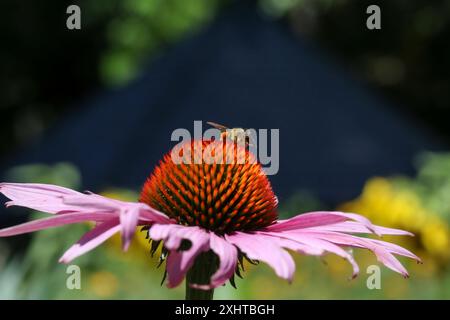 Fiordaliso viola e ape nei Royal Botanic Gardens di Melbourne, Australia. Foto Stock