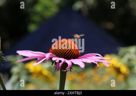 Fiordaliso viola e ape nei Royal Botanic Gardens di Melbourne, Australia. Foto Stock