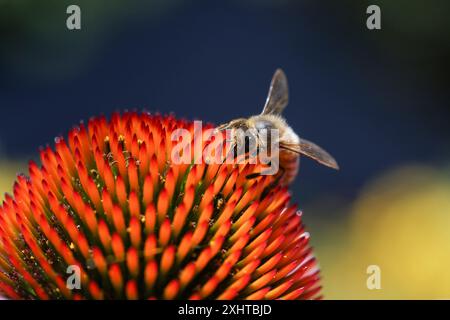 Fiordaliso viola e ape nei Royal Botanic Gardens di Melbourne, Australia. Foto Stock