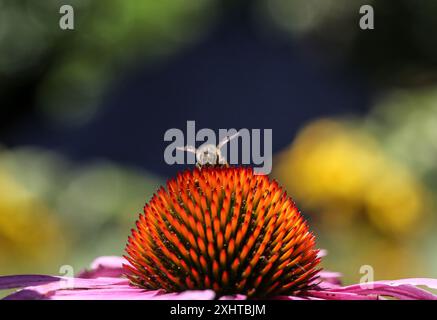 Fiordaliso viola e ape nei Royal Botanic Gardens di Melbourne, Australia. Foto Stock