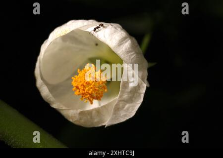 Royal Botanic Gardens Melbourne, Australia. Una macro fotografia di un ibisco della Lanterna Bianca con una formica. Foto Stock