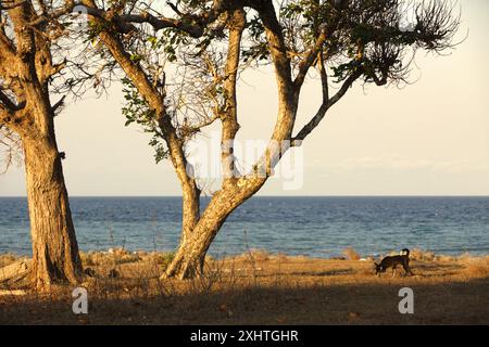 Grande albero sulla prateria costiera sullo sfondo della spiaggia di Londa Lima in una giornata luminosa a Kanatang, Sumba orientale, Nusa Tenggara orientale, Indonesia. Foto Stock