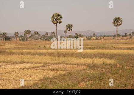 Campi con palme, stato di Kaduna, Nigeria Foto Stock