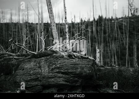 Immagine in bianco e nero di tronchi d'albero bruciati con una marmotta seduta sulle radici dell'albero. Foto Stock