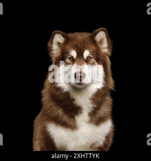 Ritratto del cane Malamute dell'Alaska su sfondo nero isolato in studio Foto Stock