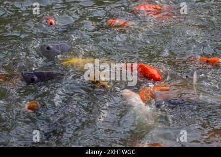 Carpa koi Foto Stock