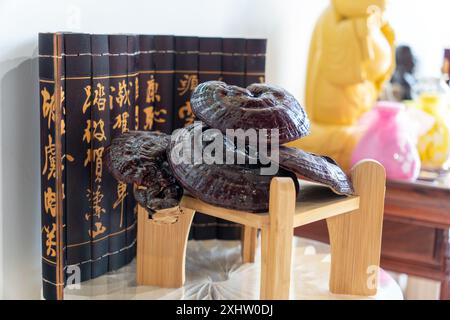 Fungo Ganoderma Lucidum su tavolo di legno, fungo Lingzhi. Isola di Hainan, Sanya Cina. 13 maggio 2024 Foto Stock