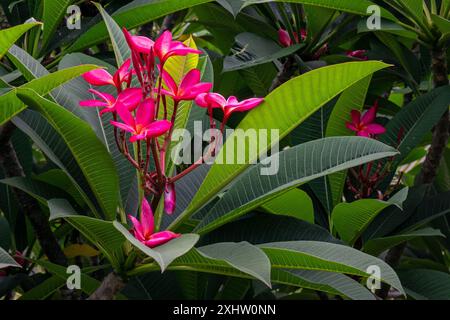 Focalizzazione selettiva Plumeria rubra o frangipani fiori o Kamboja. Incredibile di fiori plumeria su sfondo sfocato di foglie verdi. Foto Stock