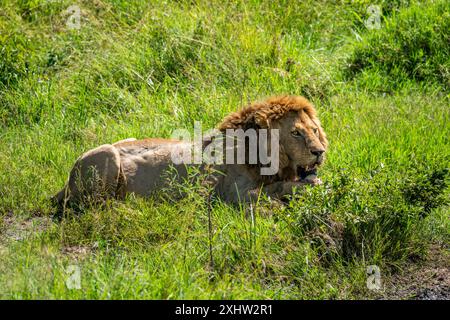 Il maschio leone siede nell'erba verde. Foto Stock