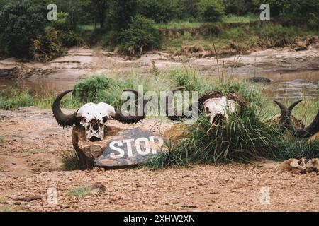 un teschio di bufalo e un segnale di stop che avverte di pericolo. Avvertimento sul pericolo di animali predatori nel Parco Nazionale Masai Mara in Kenya. Africa orientale Foto Stock