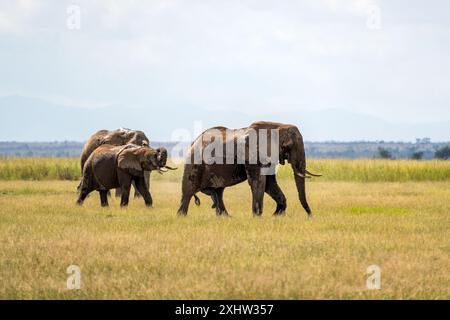 Elefante africano che vagano con grazia nel suo habitat naturale. Il maestoso elefante, adornato da impressionanti zanne, si erge su di esso Foto Stock