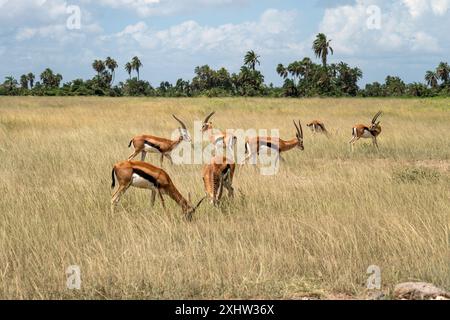 Gruppo femminile Impala a massa Mara. Avvistamento di animali in natura. Safari africano. Foto Stock