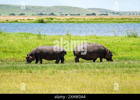 Due ippopotami che pascolano vicino alle acque del lago edoardo dell'Uganda, ippopotamo affamato che mangiano erba Foto Stock