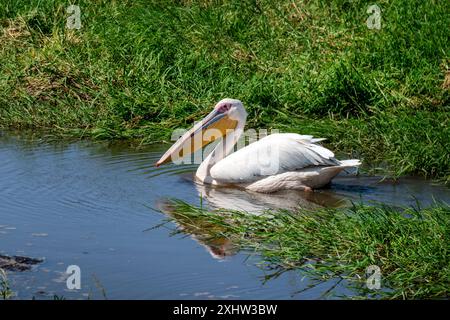 Un grande pellicano bianco sta nuotando nel lago. Uccelli selvatici e animali del Kenya. Safari africano. Foto Stock