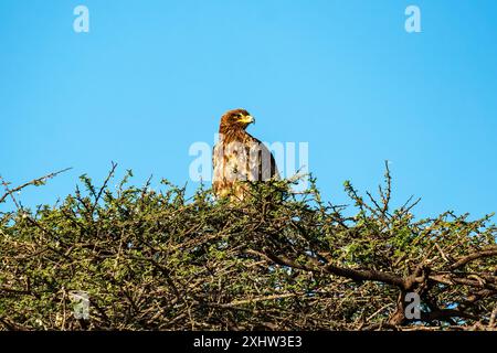 Aquila di steppa o Aquila nipalensis arroccata su un albero nel cielo blu naturale durante la migrazione invernale nella riserva di conservazione della birra jorbeer bikaner rajas Foto Stock