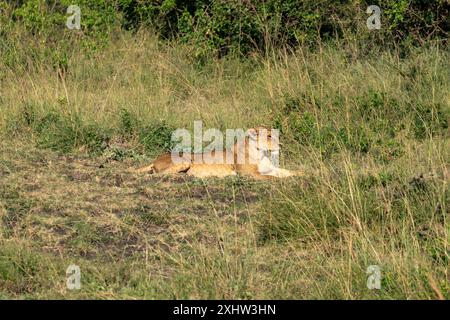 La leonessa è sdraiata nell'erba Foto Stock