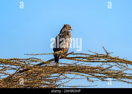 Aquila di steppa o Aquila nipalensis arroccata su un albero nel cielo blu naturale durante la migrazione invernale nella riserva di conservazione della birra jorbeer bikaner rajas Foto Stock