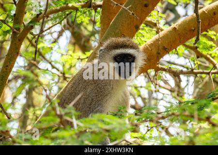 Giovane scimmia africana di Vervet, Chlorocebus pygerythrus seduto sul tronco in una colorata luce serale, vista frontale. Kruger Park, Sudafrica. Foto Stock