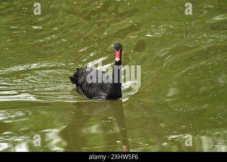 Un cigno nero che scivola con grazia attraverso un lago calmo con il suo vivace becco rosso riflesso nell'acqua Foto Stock