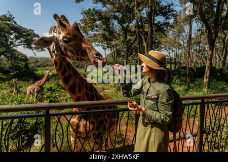 Primo piano di una giraffa kordofan (giraffa camelopardalis antiquorum) che viene nutrita a mano da una donna turistica in uno zoo Foto Stock