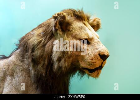 una grande testa di leone con una lunga criniera su sfondo verde. Foto Stock