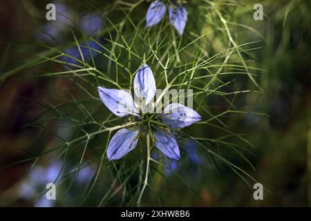 Immagine macro dei petali azzurri di Love-in-a-Mist (Nigella damascena), e del suo fogliame simile a una rete, in un raggio di luce solare di giugno. Cottage all'inglese con giardino Foto Stock