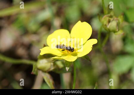 Piccolo hoverfly, coda di maiale con venature a mosca, podagrica Neoascia su fiore di cinquefoil strisciante, pantalone Potentilla. Estate, luglio. Paesi Bassi. Foto Stock