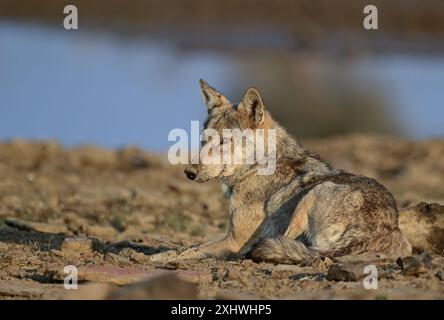 Il lupo indiano è una sottospecie di lupo grigio che va dal sud-ovest dell'Asia al subcontinente indiano ed è una delle specie più minacciate. Foto Stock