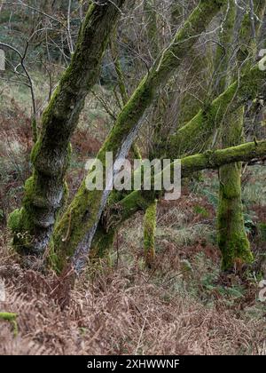 La campagna e i boschi dello Shropshire meridionale sono stati visti da Caer Caradoc vicino a Church Stretton, Shropshire, Regno Unito Foto Stock