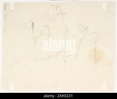 Plant studies Dreyer, Dankvart 1816 - 1852 Drawing Plantestudier Foto Stock