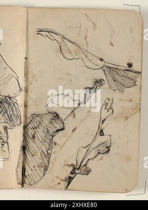 Disegno di Niels Larsen Stevns che mostra più schizzi di foglie di quercia, enfatizzando la struttura e i dettagli naturali. Foto Stock