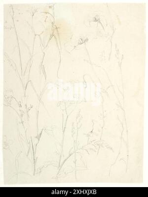 Plant studies Dreyer, Dankvart 1816 - 1852 Drawing Naturfortrolighed: Dankvart Dreyer 1816-1852, Ubekendt, D 35456, [2006] Plantestudier Foto Stock