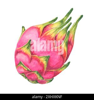 Frutta intera di drago rosa e verde. Illustrazione acquerello Pitahaya. Pitaya clipart da utilizzare in inviti a tema tropicale, pubblicità di frutta esotica, o branding di cibi salutari, mercati della frutta Foto Stock