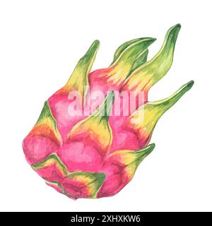 Frutta intera di drago rosa e verde. Illustrazione acquerello Pitahaya. Pitaya Clipart da utilizzare in inviti a tema tropicale, decorazioni in cucina, volantini del mercato della frutta o illustrazioni di stile di vita sano Foto Stock