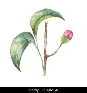 Un singolo bocciolo di camelia e due grandi clipart di acquerello con foglie verdi. Illustrazione disegnata a mano del bocciolo di fiori rosa tenue. Perfetto per articoli di cancelleria a tema naturale, biglietti d'auguri o motivi in tessuto Foto Stock