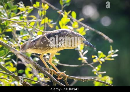 Primo piano di un airone notturno dalla corona nera, Nycticorax nycticorax, un giovane uccello arroccato su un albero Foto Stock