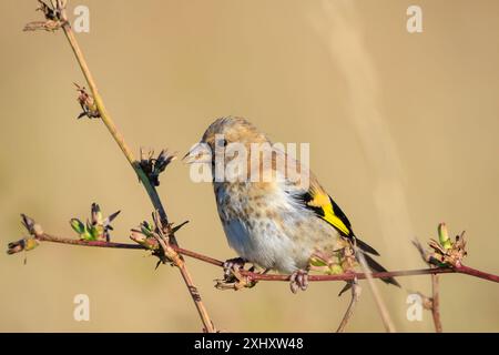 European goldfinch Birdfemale , Carduelis carduelis, arroccato, mangiando e nutrendo semi durante la stagione primaverile Foto Stock