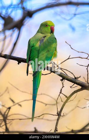 Primo piano di un parakeet rosato, Psittacula krameri, noto anche come parakeet a collo d'anello. Foto Stock