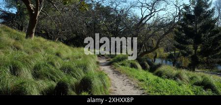 Panorama di un sentiero sabbioso che costeggia Darley Road, grumi d'erba, vecchi alberi e stagno Musgrave nel Centennial Park, Sydney, Australia Foto Stock