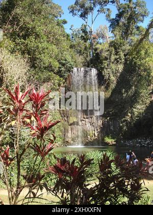 Atherton Tablelands, Australia. 1 settembre 2009. Le famose cascate Millaa Millaa nello stato tropicale del Queensland sono tra le più belle cascate dell'Australia. Due nuotatori sono annegati tragicamente nella fossa sotto la cascata il martedì. Gli incidenti nelle attrazioni turistiche sono estremamente rari. Crediti: Carola Frentzen/dpa/Alamy Live News Foto Stock