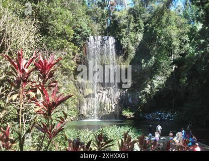 Atherton Tablelands, Australia. 1 settembre 2009. Le famose cascate Millaa Millaa nello stato tropicale del Queensland sono tra le più belle cascate dell'Australia. Due nuotatori sono annegati tragicamente nella fossa sotto la cascata il martedì. Gli incidenti nelle attrazioni turistiche sono estremamente rari. Crediti: Carola Frentzen/dpa/Alamy Live News Foto Stock