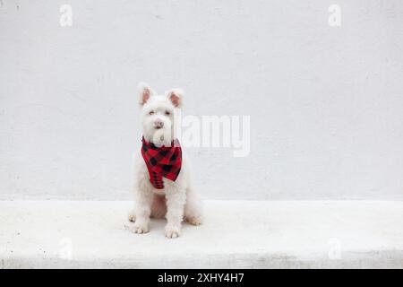 Un cane bianco e soffice siede su uno sfondo bianco con una bandana rossa e nera a quadri Foto Stock