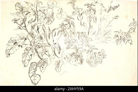 Plant studies Dreyer, Dankvart 1816 - 1852 Drawing Plantestudier Foto Stock