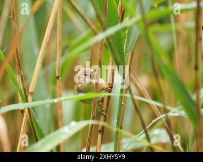 Nei letti di canne c'è molto da fare, con paramelle giovanili di recente costruzione, più adulti. Foto Stock