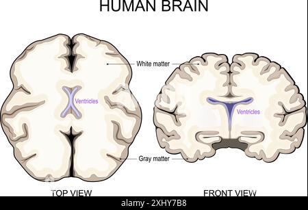 Anatomia cerebrale. Materia bianca e materia grigia. Corteccia cerebrale e ventricoli cerebrali con liquido cerebrospinale. Sezione trasversale di una vista frontale del cervello umano Illustrazione Vettoriale