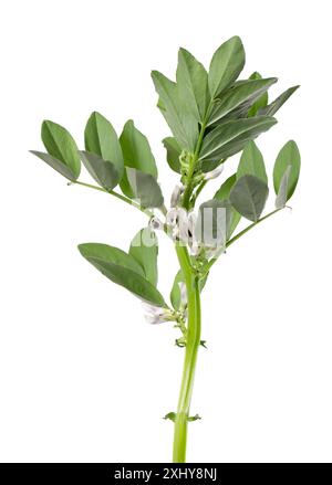 Cespuglio verde di fave con fiori, isolato su sfondo bianco. Fave Foto Stock
