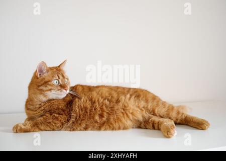 Gatto dello zenzero adulto steso su sfondo bianco Foto Stock